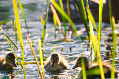 2024 gölündeki ördekler