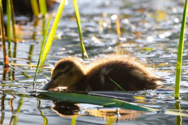2024 gölündeki ördekler