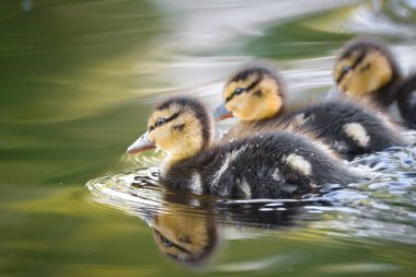 2024 gölündeki ördekler