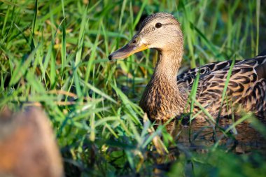 2024 gölündeki ördekler