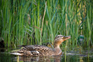 2024 gölündeki ördekler