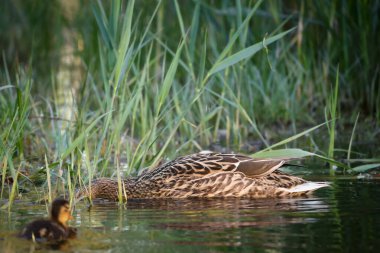 2024 gölündeki ördekler