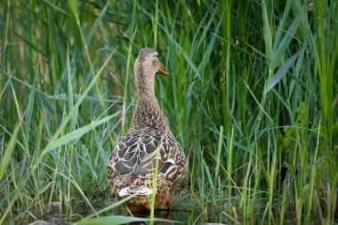 2024 gölündeki ördekler
