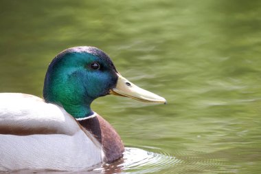 2024 gölündeki ördekler