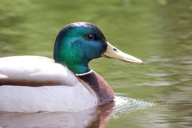 2024 gölündeki ördekler