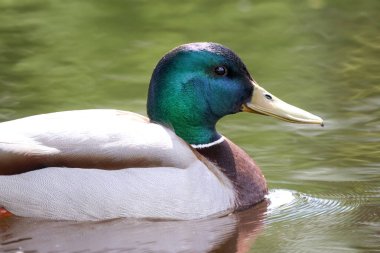 2024 gölündeki ördekler