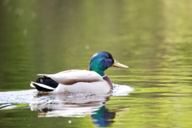 2024 gölündeki ördekler