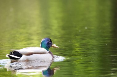 2024 gölündeki ördekler