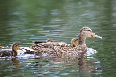 2024 gölündeki ördekler