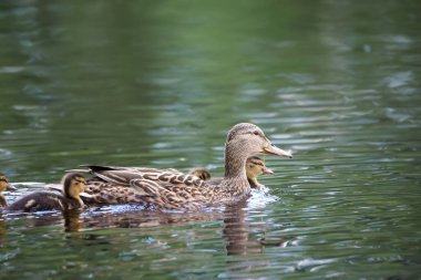 2024 gölündeki ördekler