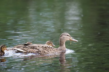 2024 gölündeki ördekler