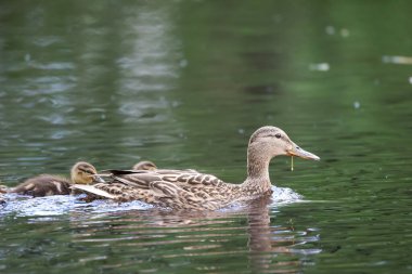 2024 gölündeki ördekler