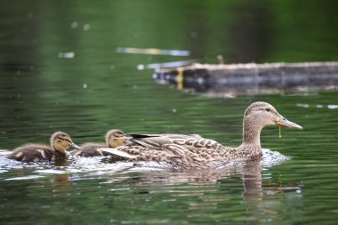 2024 gölündeki ördekler