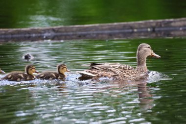 2024 gölündeki ördekler