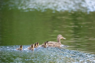 2024 gölündeki ördekler