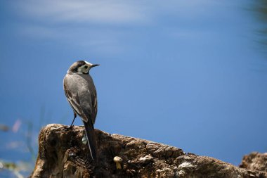 2024 gölündeki ördekler