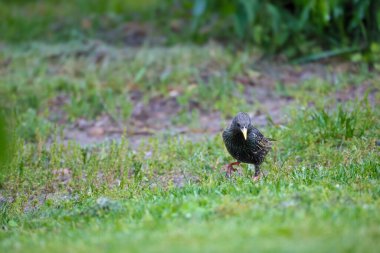 2024 gölündeki ördekler