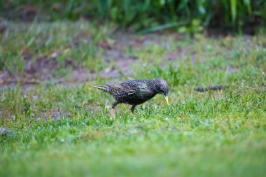 2024 gölündeki ördekler