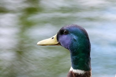 2024 gölündeki ördekler