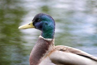 2024 gölündeki ördekler