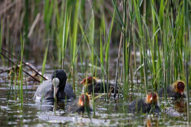 2024 gölündeki ördekler