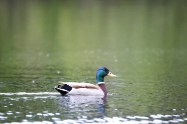 2024 gölündeki ördekler