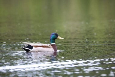 2024 gölündeki ördekler