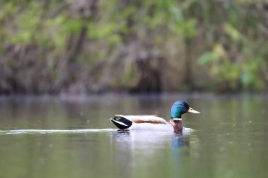2024 gölündeki ördekler