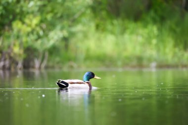 2024 gölündeki ördekler