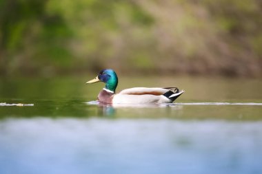 2024 gölündeki ördekler