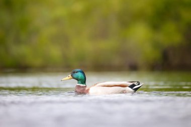 2024 gölündeki ördekler