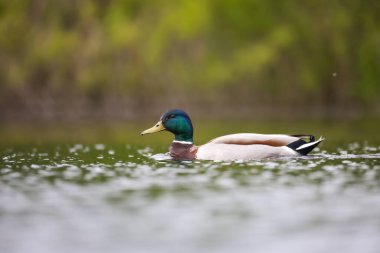 2024 gölündeki ördekler