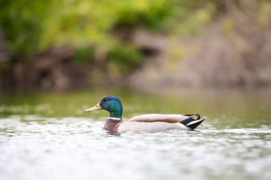 2024 gölündeki ördekler