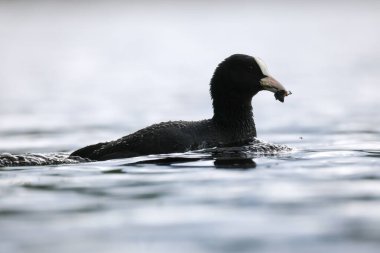 2024 gölündeki ördekler