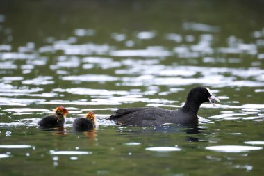 2024 gölündeki ördekler