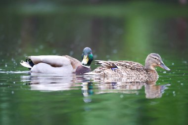 2024 gölündeki ördekler