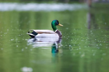 2024 gölündeki ördekler