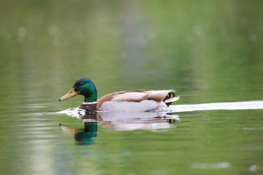 2024 gölündeki ördekler