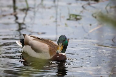 2024 gölündeki ördekler