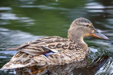 2024 gölündeki ördekler