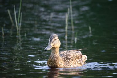 2024 gölündeki ördekler