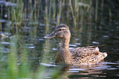 2024 gölündeki ördekler