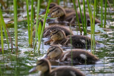 2024 gölündeki ördekler