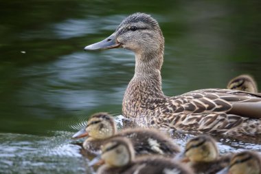 2024 gölündeki ördekler