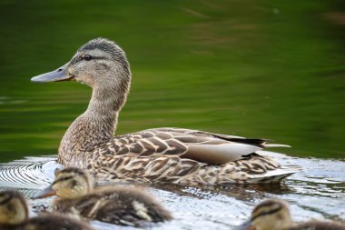 2024 gölündeki ördekler