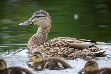 2024 gölündeki ördekler