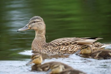2024 gölündeki ördekler