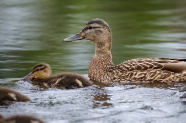 2024 gölündeki ördekler