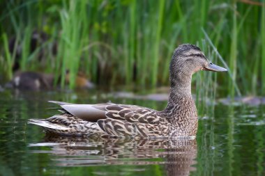 2024 gölündeki ördekler