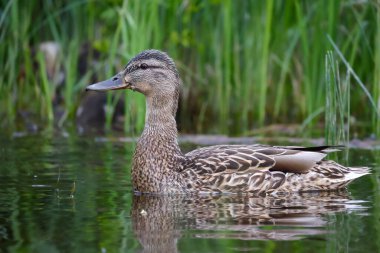 2024 gölündeki ördekler